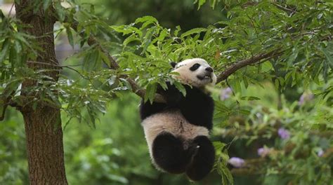 manfaat panda